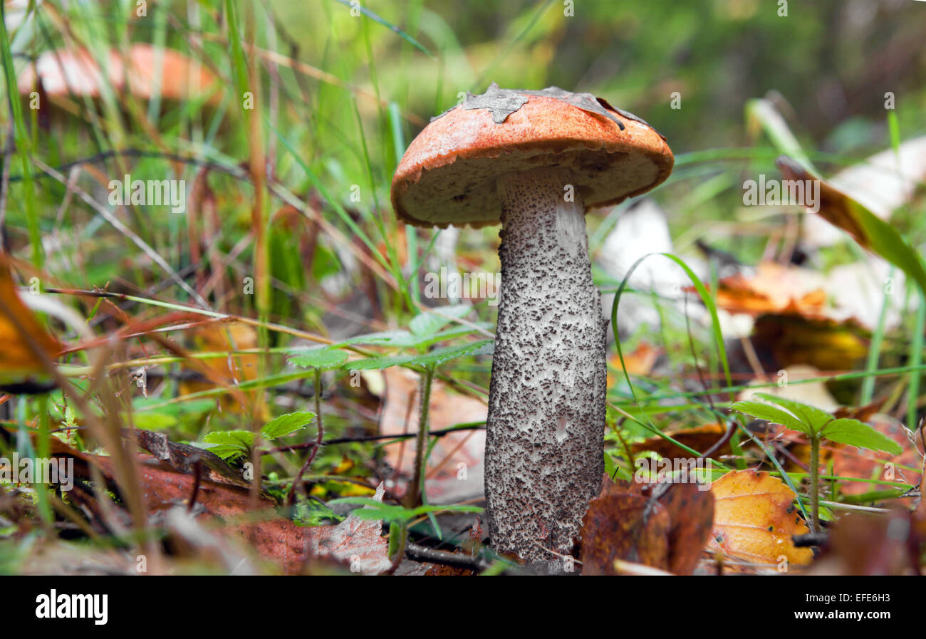 essbare Pilze im Wald Stockfoto