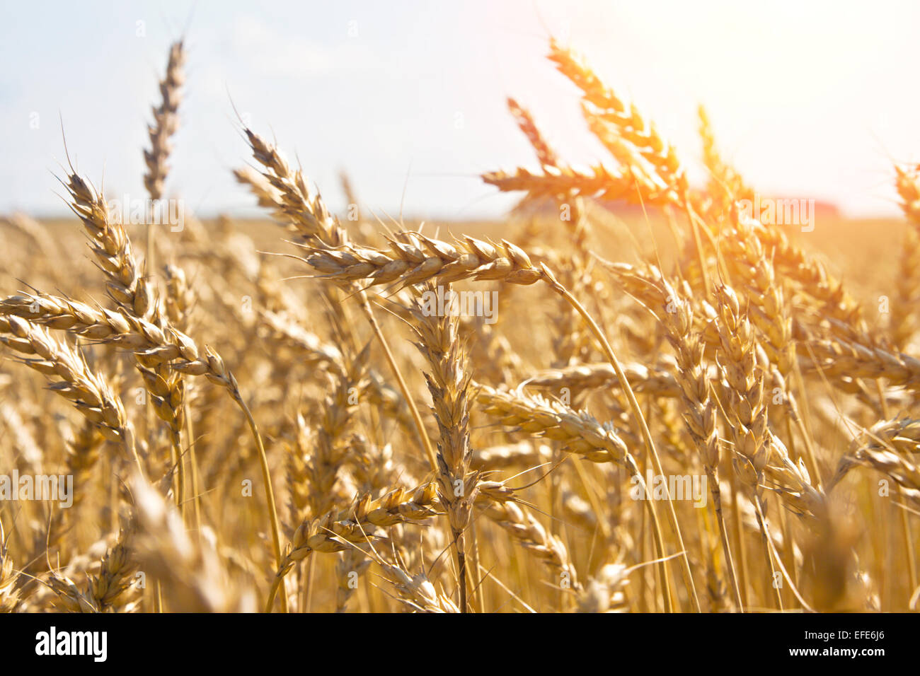 Korn in einem Feld-Hof und Sonne Stockfoto