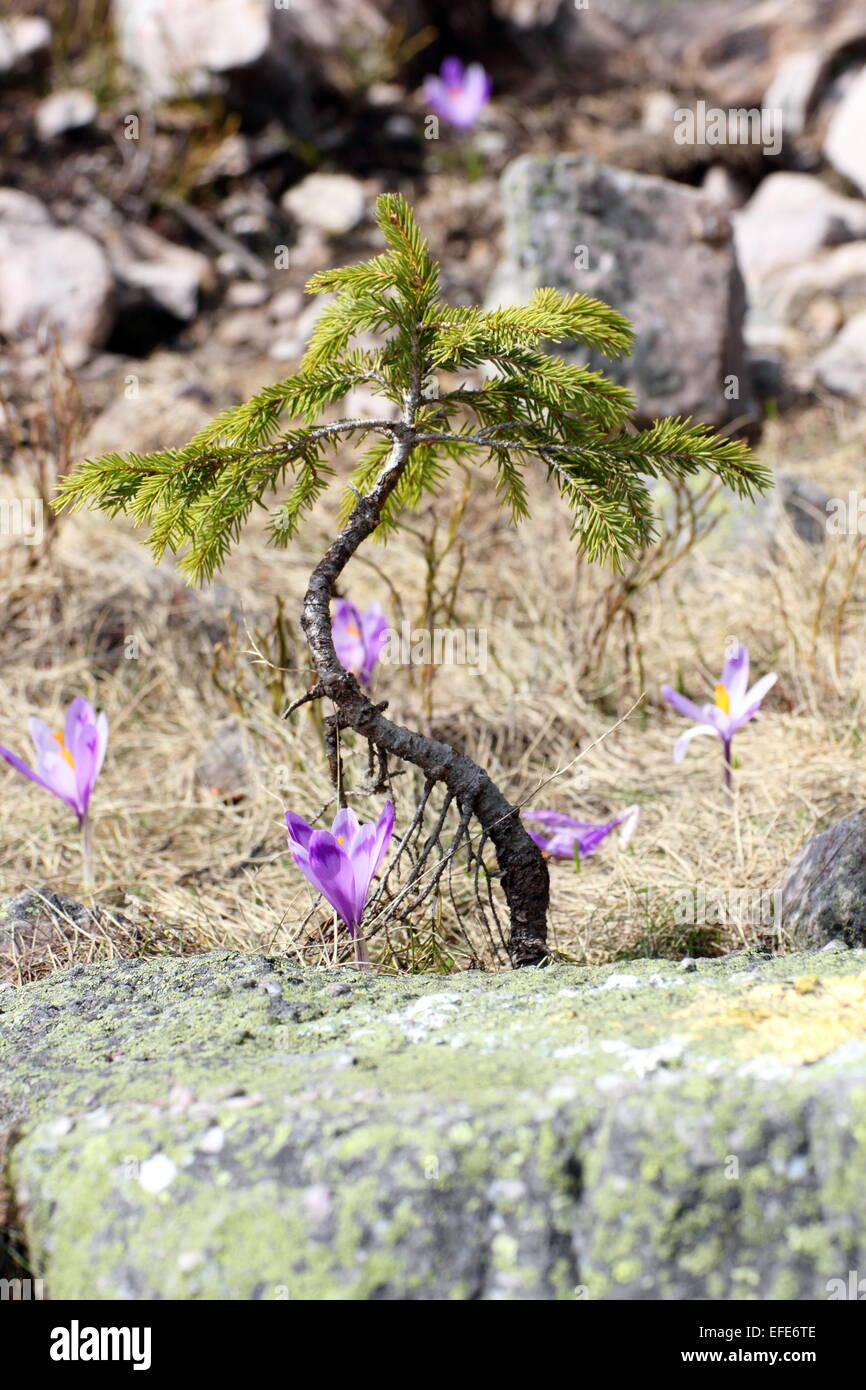 lila wilder Safran (Crocus Sativus) in der Nähe eine Fichte aufwachsen in den Bergen Stockfoto