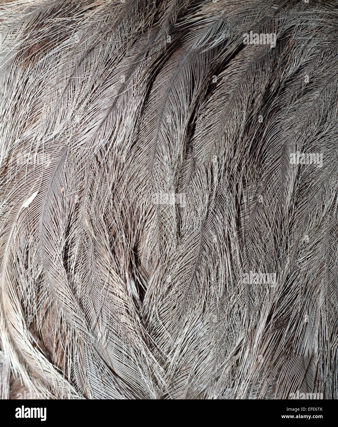 Detail der WWU Vogel Gefieder (Dromaius Novaehollandiae) Stockfoto