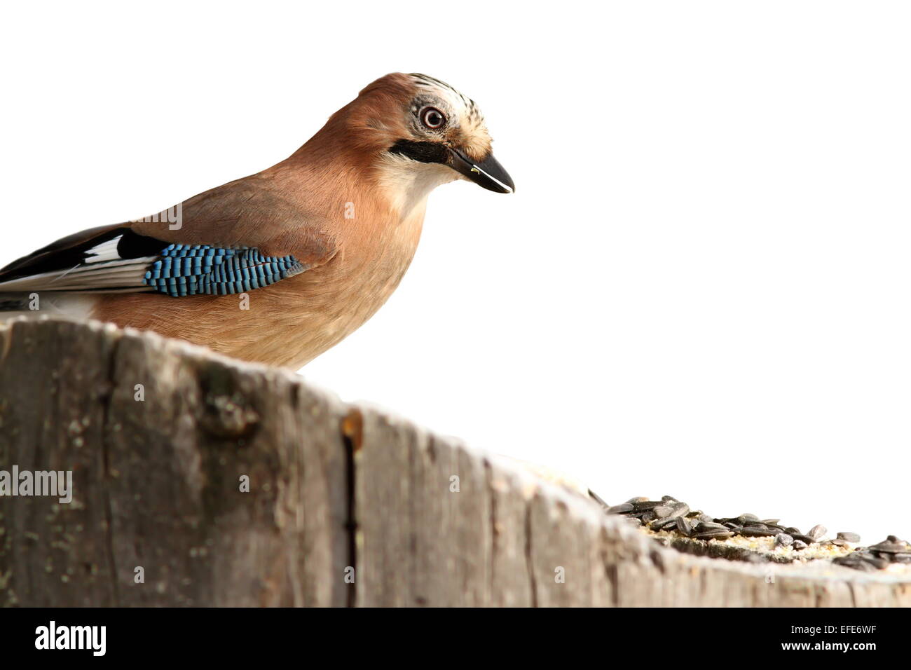 isolierte Eichelhäher (Garrulus Glandarius) am feeder Stockfoto