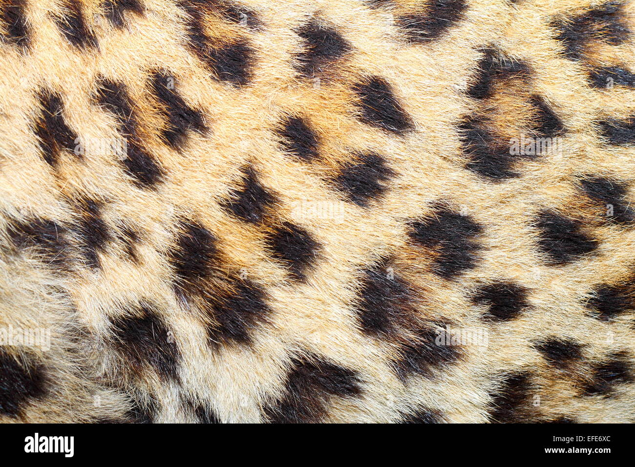 Flecken auf echte Leoparden Fell, schöne natürliche tierische Textur Stockfoto