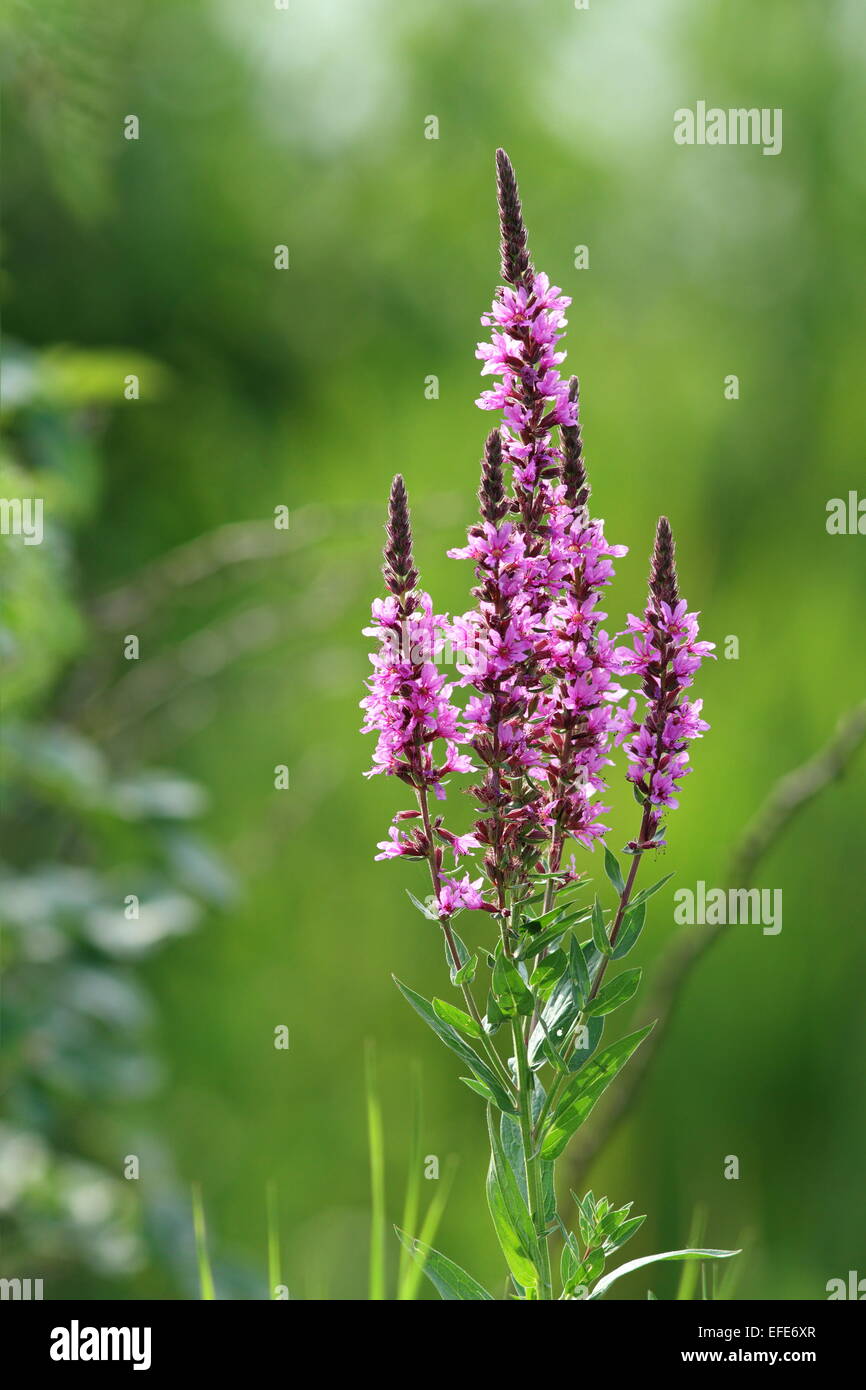 wilden Moor violette Blume wächst unter den grünen Pflanzen Stockfoto