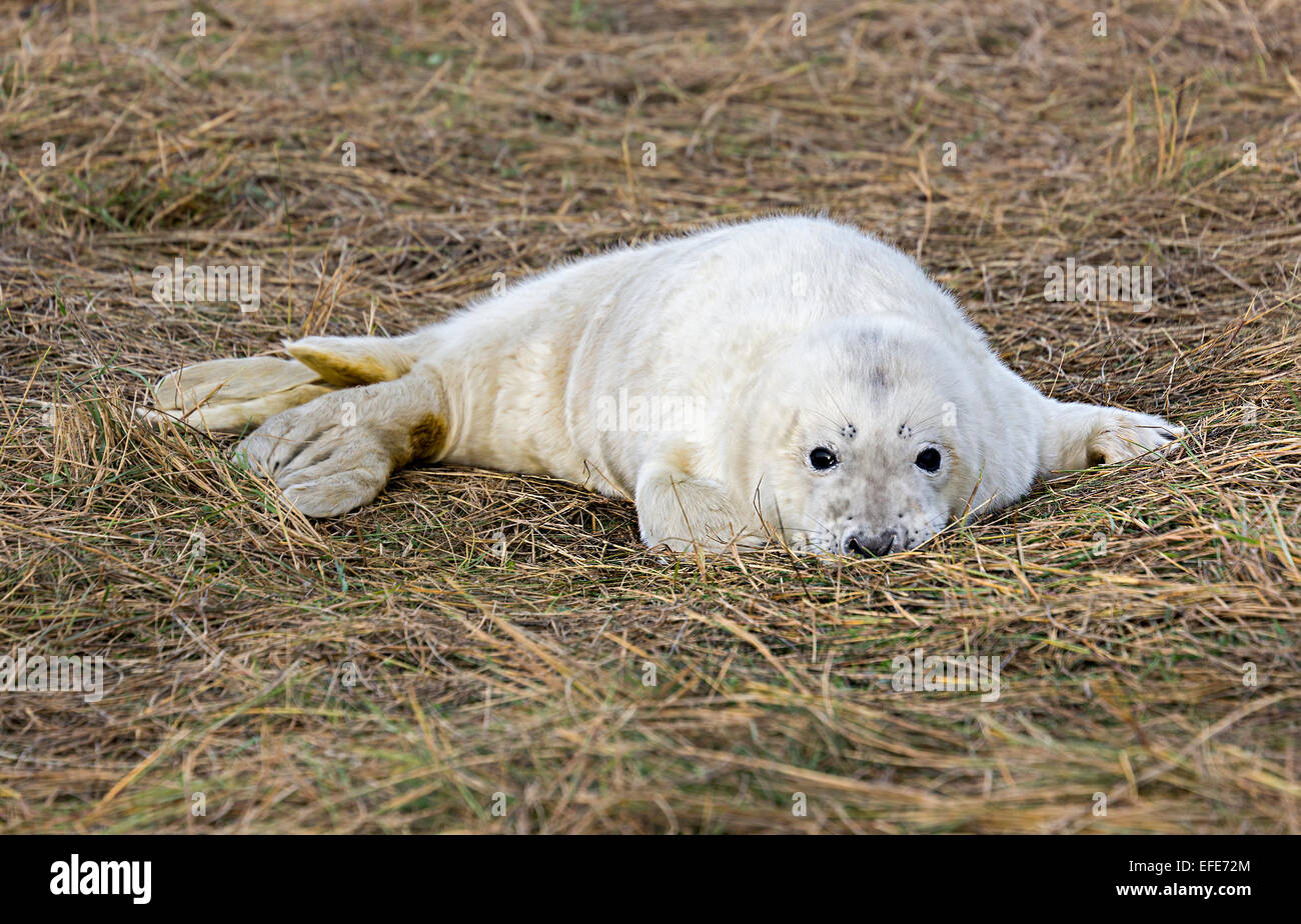 Grau zu versiegeln, Halichoerus Grypus, Donna Nook nationale Naturreservat, Lincolnshire, England, UK Stockfoto