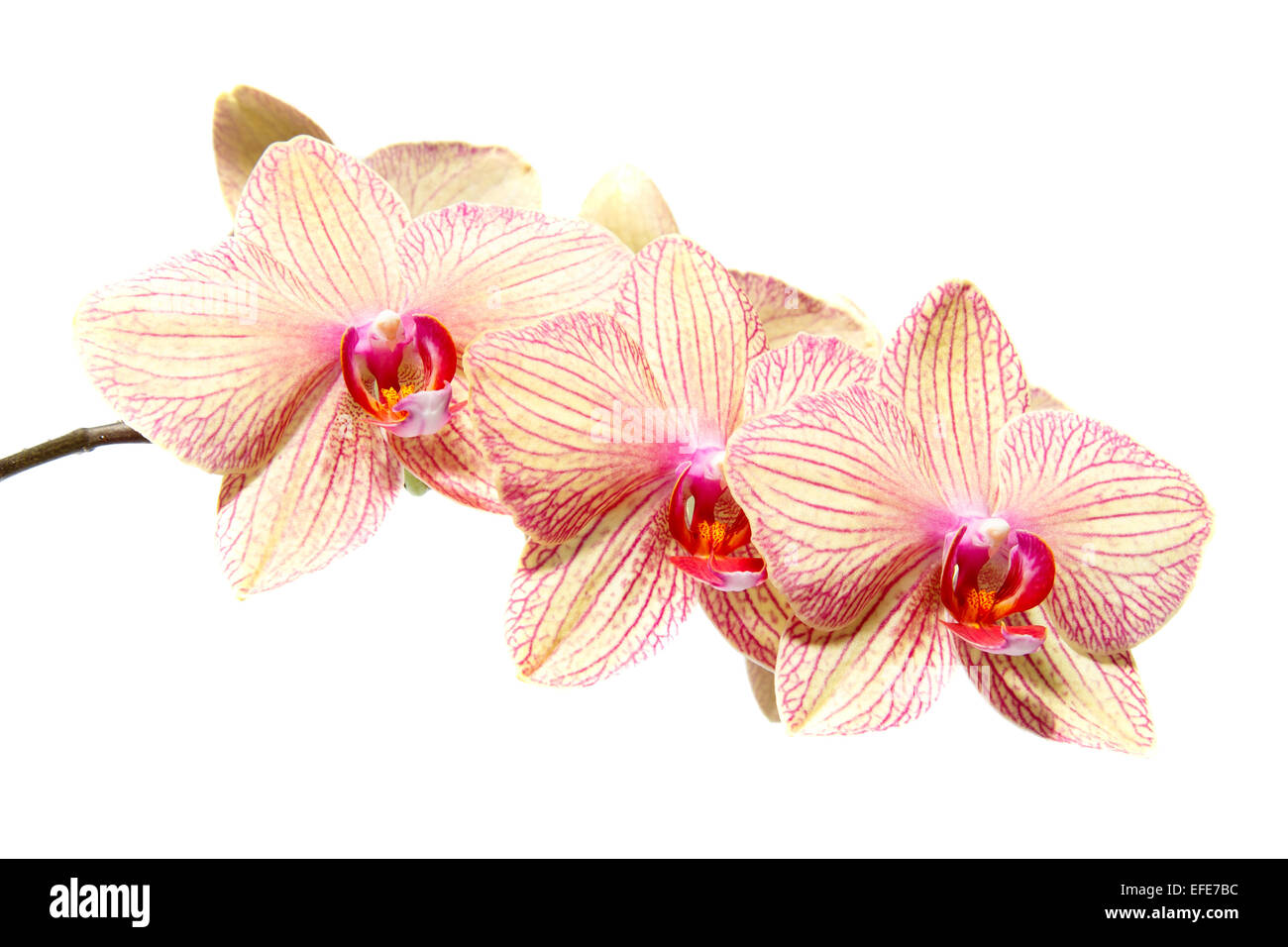 Orchidaceae Phalaenopsis Stockfoto