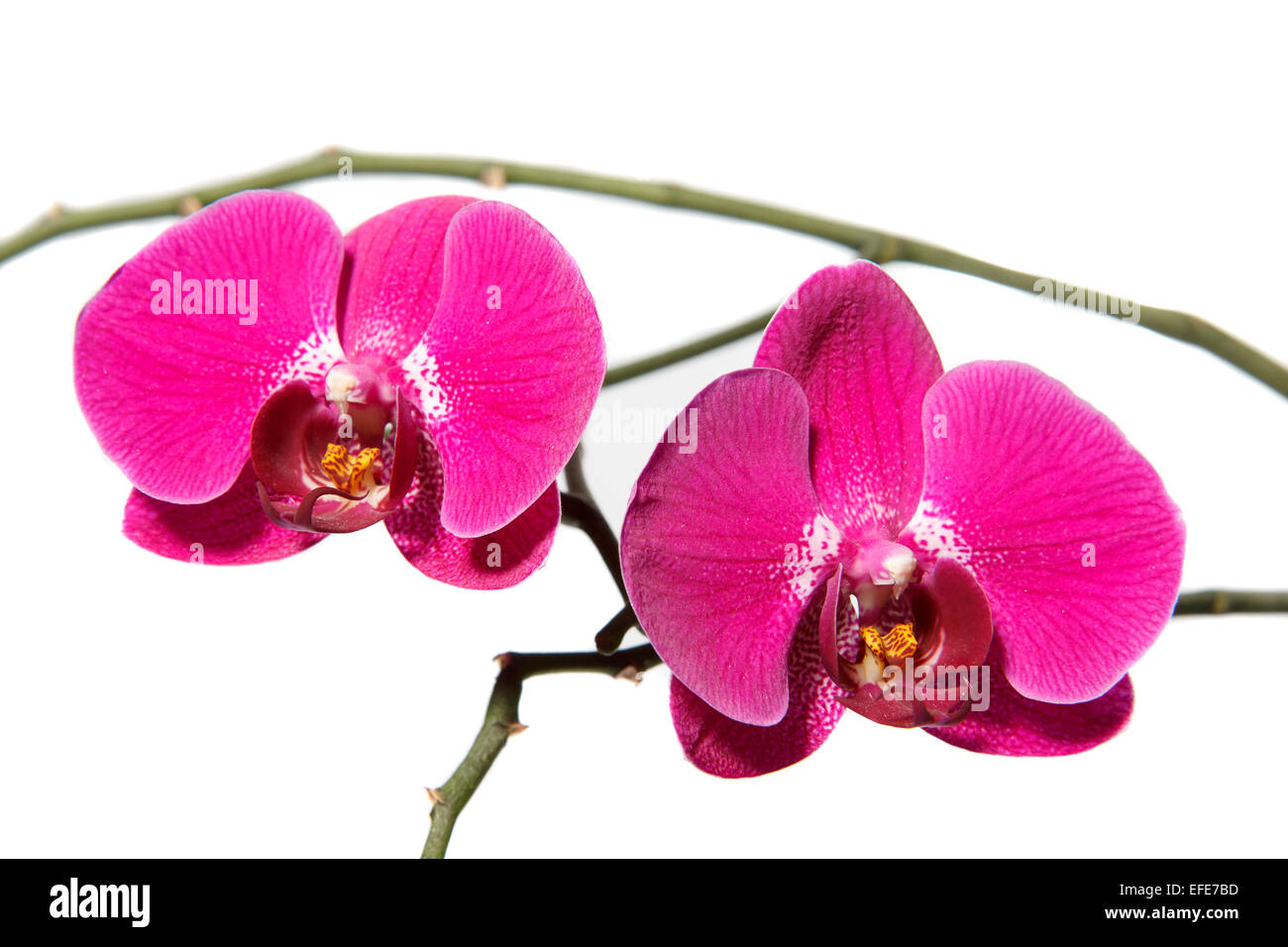 Orchidaceae Phalaenopsis Stockfoto