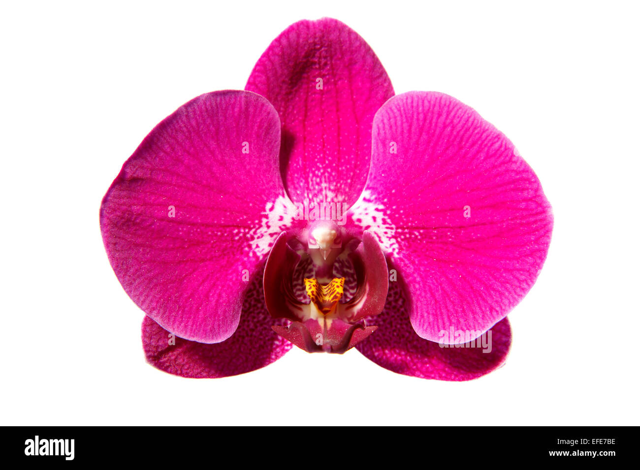 Orchidaceae Phalaenopsis Stockfoto