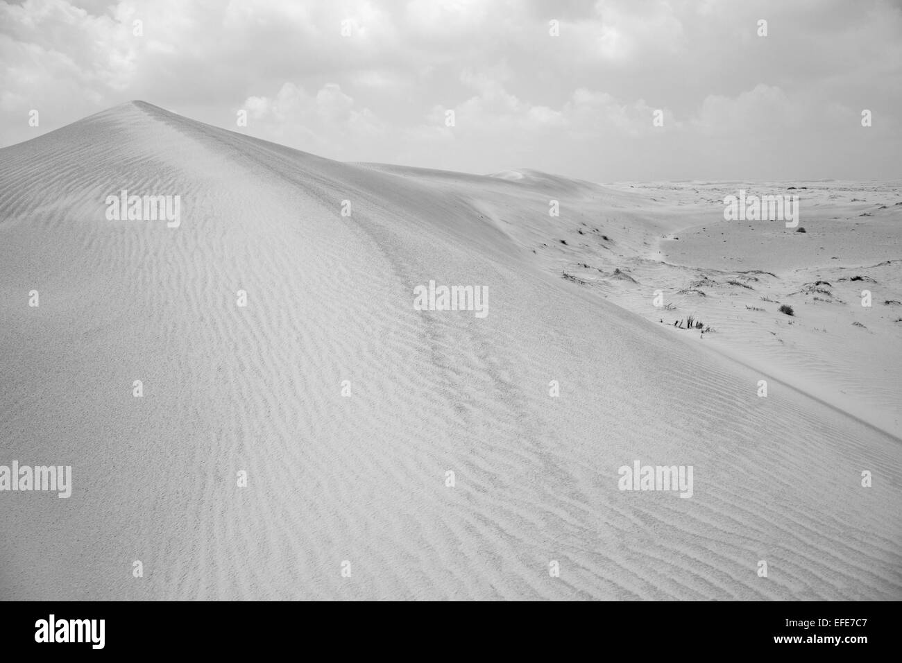 Sanddüne in der Wüste, Dubai, Vereinigte Arabische Emirate Stockfoto