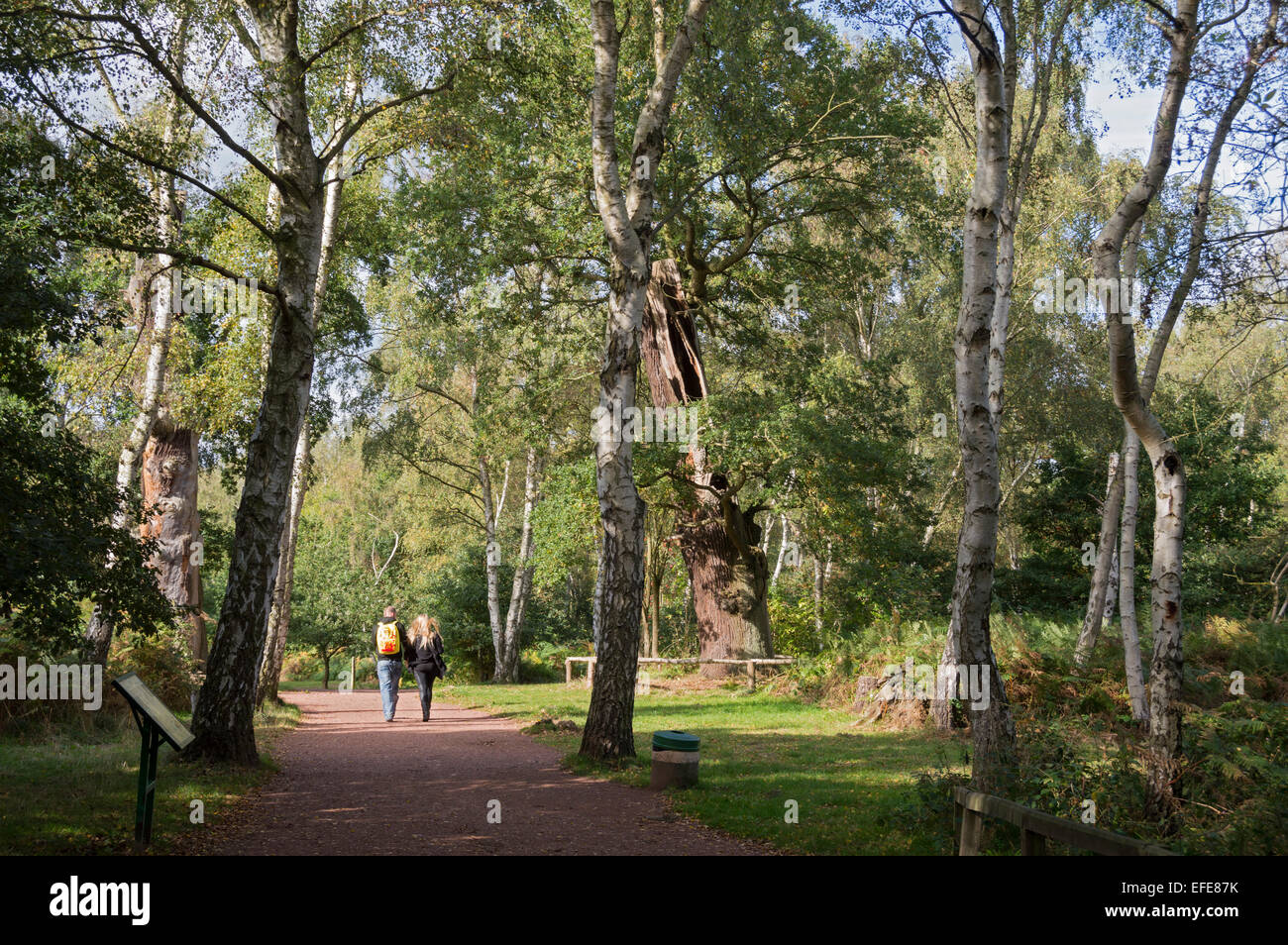 Sherwood; alten; Wald; Besucher; (Zentrum); Worksop; Nottinghamshire; VEREINIGTES KÖNIGREICH; Stockfoto