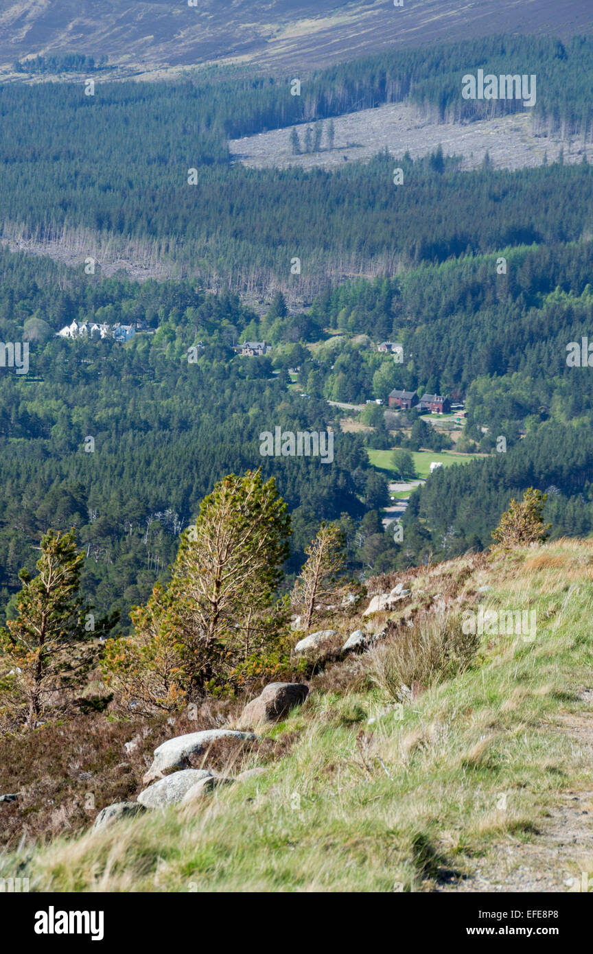Glenmore Forest Park von Cairn Gorm, Aviemore, Highland, Schottland, UK Stockfoto