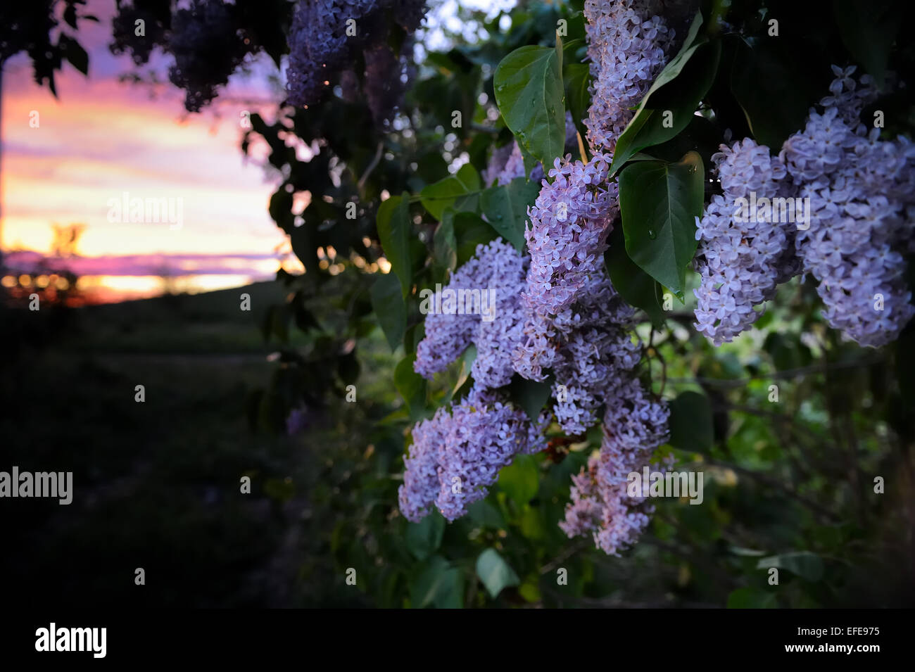 Lila Blumen im Garten am Abend Stockfoto