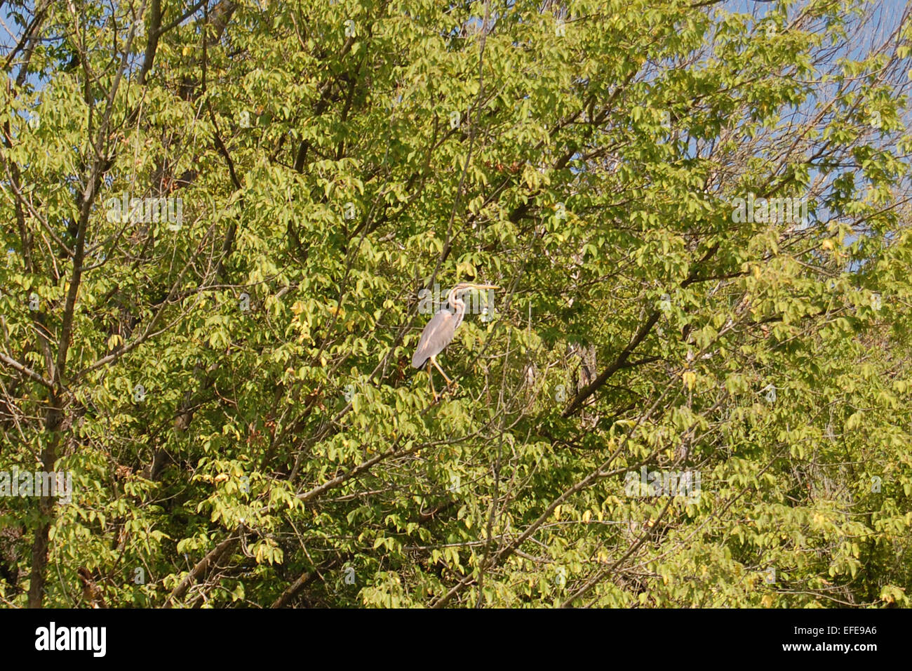 Heron auf einem Baum stehend und die Strahlen der Sommersonne zu absorbieren... Stockfoto