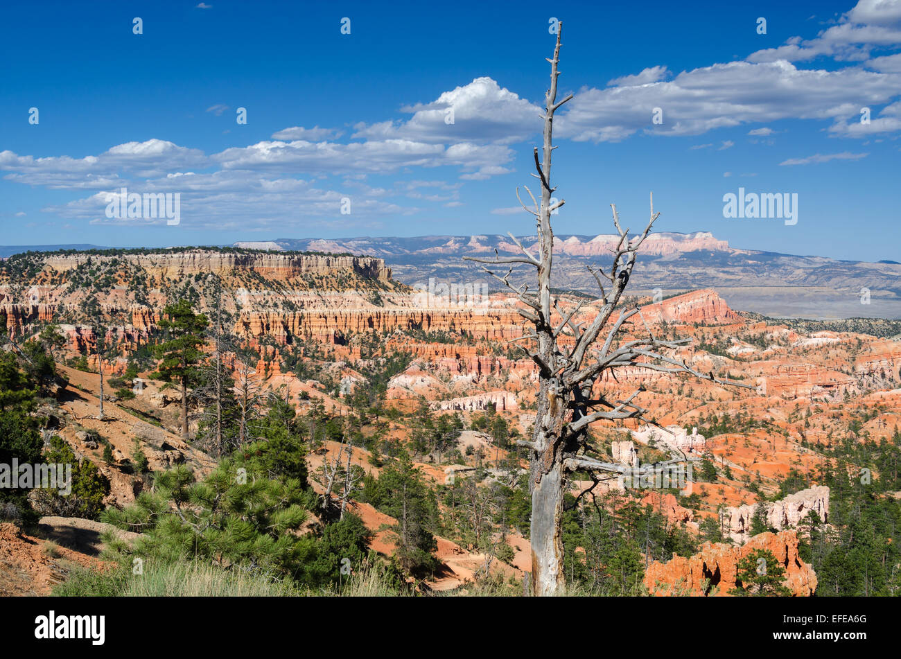 Bryce Canyon National Park in Utah Stockfoto