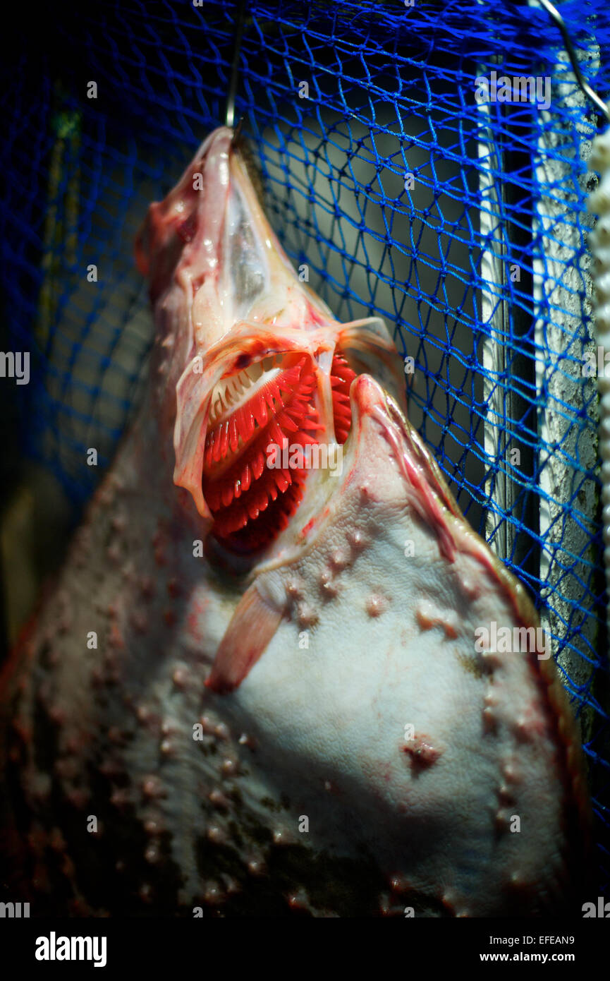 Ein Fisch zum Verkauf auf dem Markt im Bereich Kadiköy (Asien) ist als Teil des ein Foto-Essay über Winter-Pauschalen in Istanbul abgebildet. Stockfoto