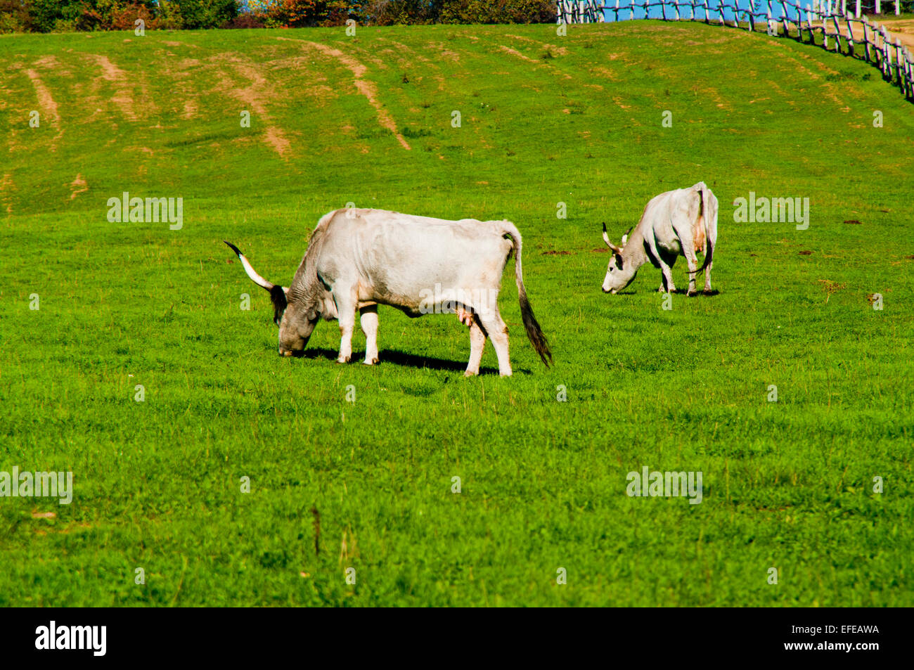 Landwirtschaft Tier blaue Bull Landschaft paar Milchfarm inländische Essen äußere Familie Rinderfarm Landwirtschaft Ackerland Stockfoto