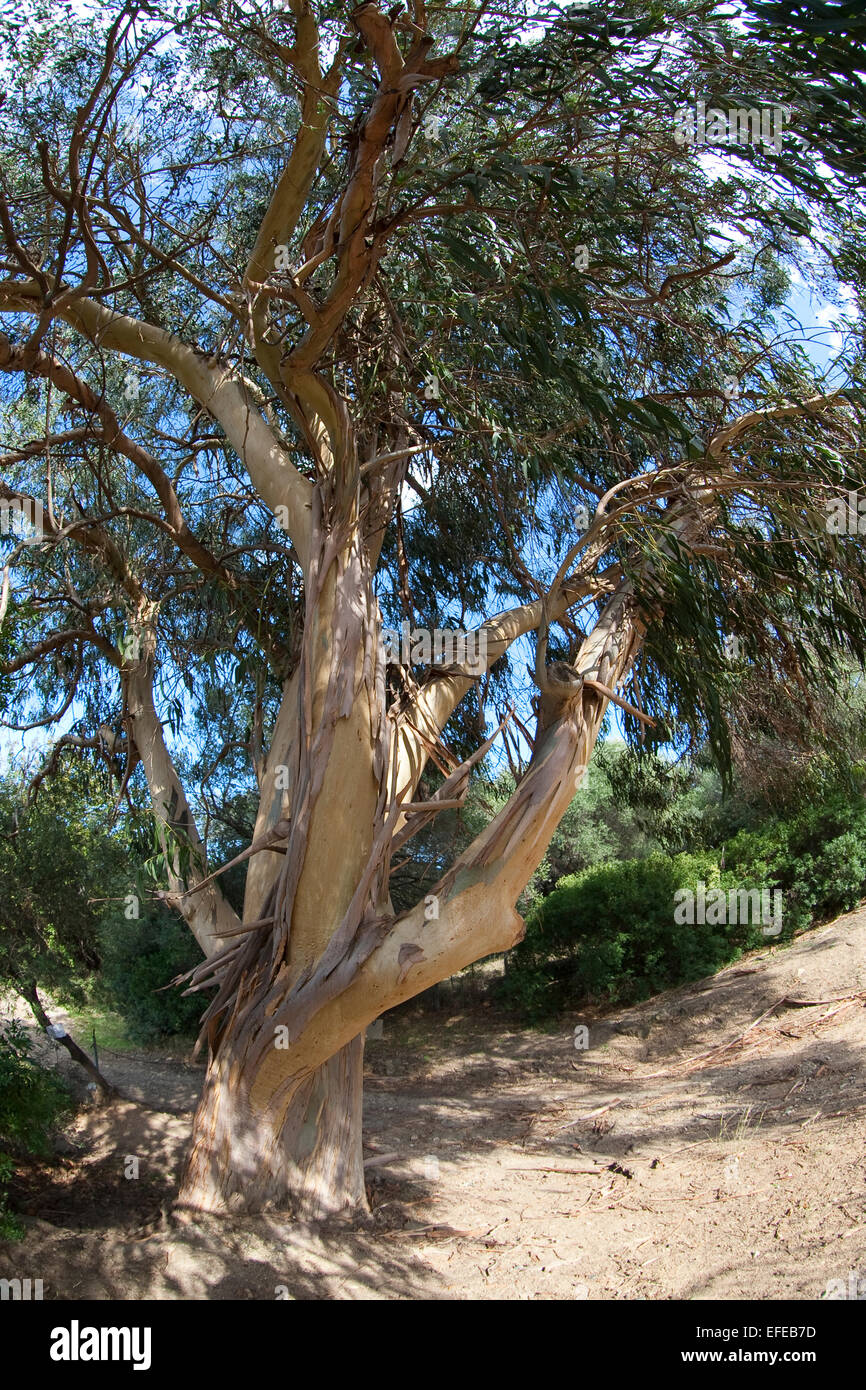 Tasmanian Blue Gum, südlichen Eukalyptus, Blauer Eukalyptus, Tasmanischer  Blaugummibaum, Fieberbaum, Eucalyptus globulus Stockfotografie - Alamy
