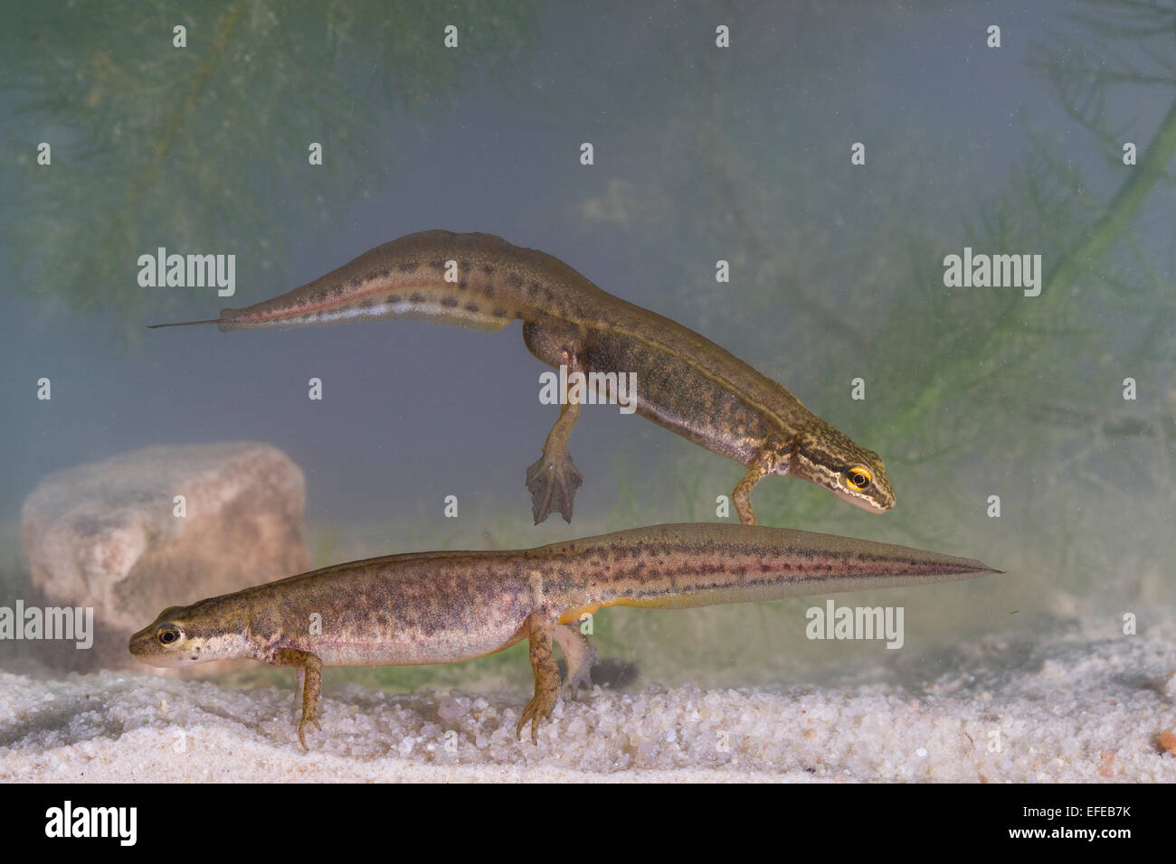 Handförmig Newt, paar, Pärchen, Wassertracht, Faden-Molch, Fadenmolch, Leistenmolch, Lissotriton Helveticus, Triturus Helveticus Stockfoto