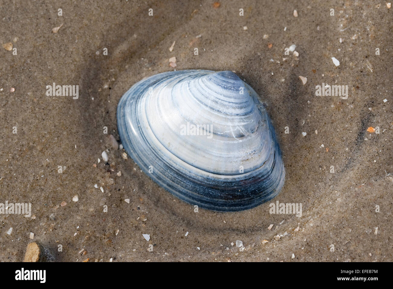 Atlantik Surf Clam bar Clam, Dicke Surfclam, Feste Trogmuschel, Dickschalige Trogmuschel, Spisula Solida, Muschelschale, Shell Stockfoto