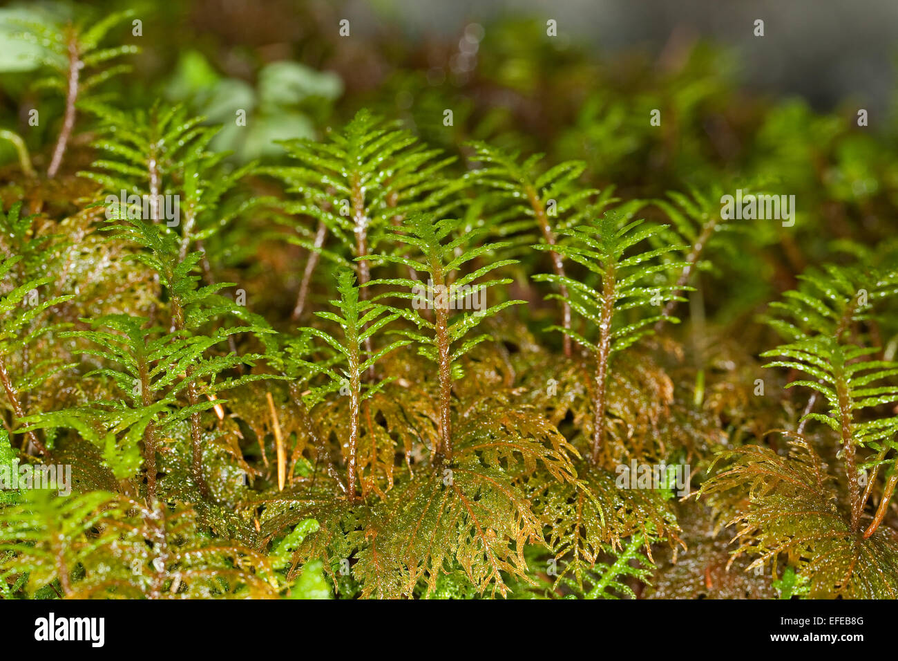 Glitzernde Holz-Moos, Stufe Moos, Farn Moos, Feder Moos, Etagenmoos, Hylocomium Splendens, Hylocomium proliferum Stockfoto