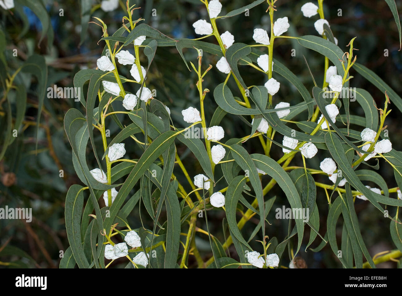 lidl gummibaum Ficus Elastica Belize ⭥130cm – Gummibaum Belize