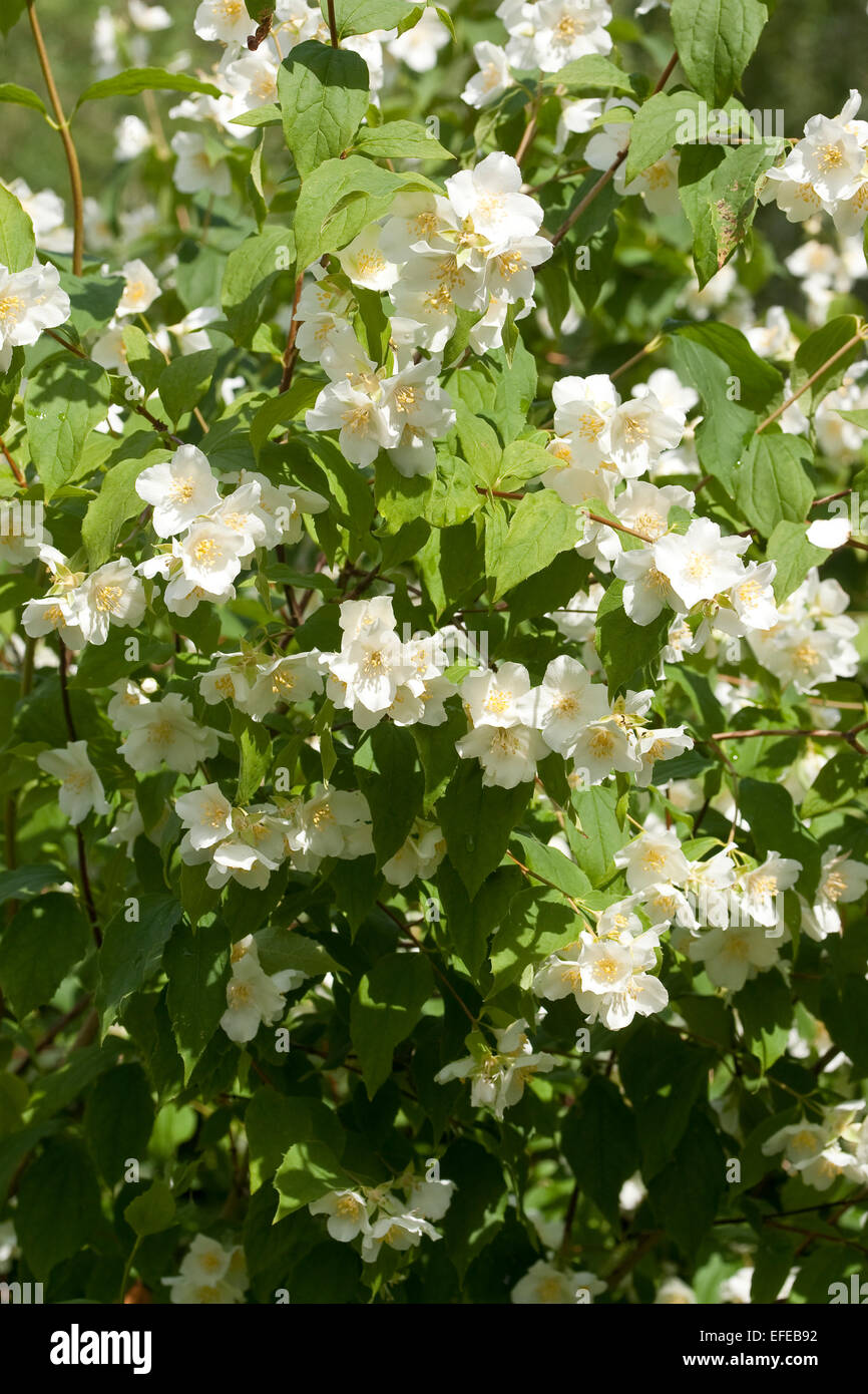 Süße Mock Orange, Falscher Jasmin, Gewöhnlicher Pfeifenstrauch