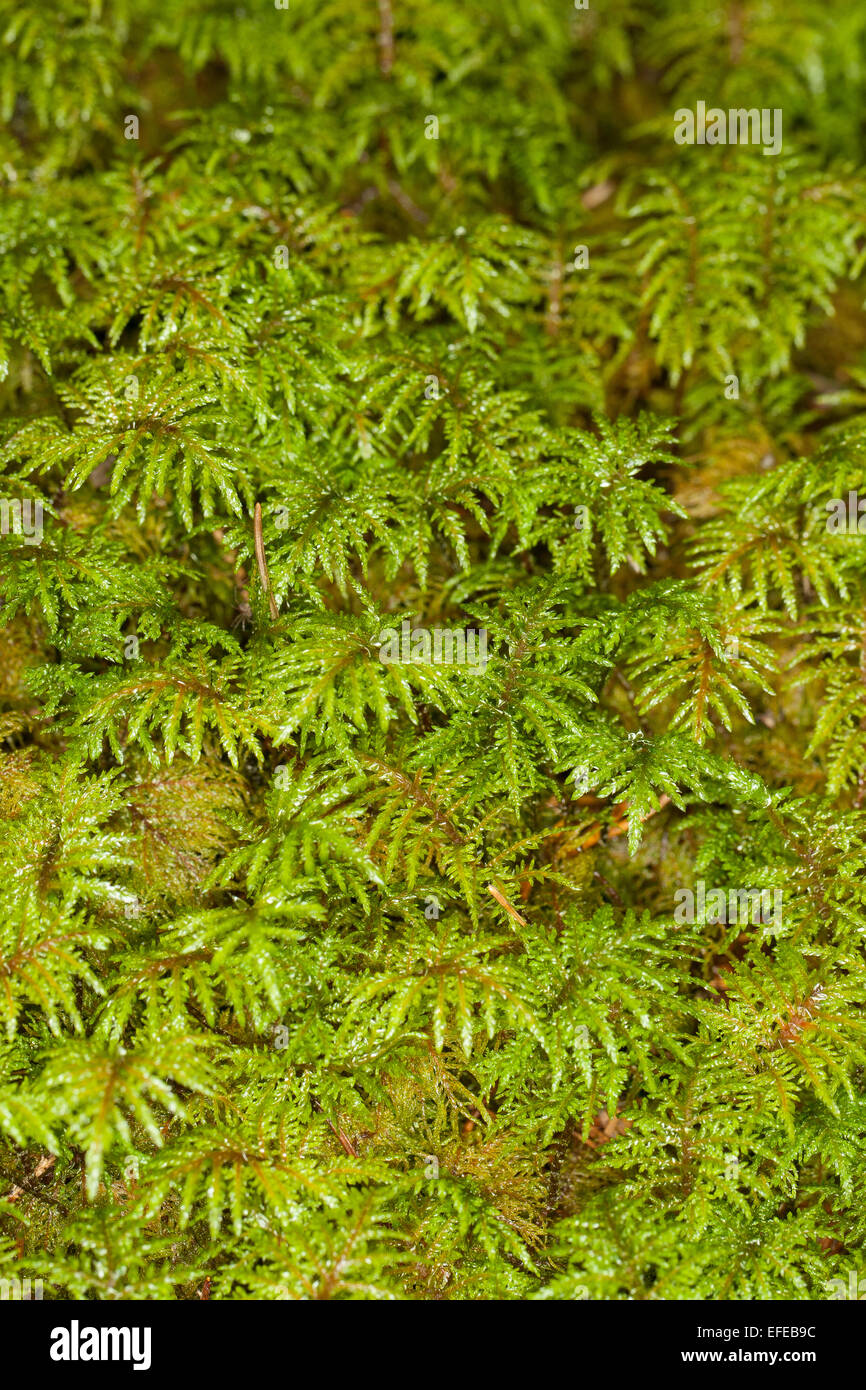 Glitzernde Holz-Moos, Stufe Moos, Farn Moos, Feder Moos, Etagenmoos, Hylocomium Splendens, Hylocomium proliferum Stockfoto