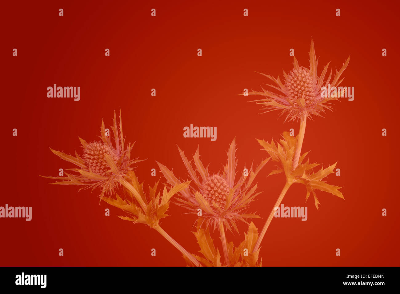 Als Hintergrundbild bestimmt, dies zeigt eine Distel Pflanze, (Echinops), verblassen in einem abgestuften rot/orange Hintergrund mit viel Platz für Text Stockfoto