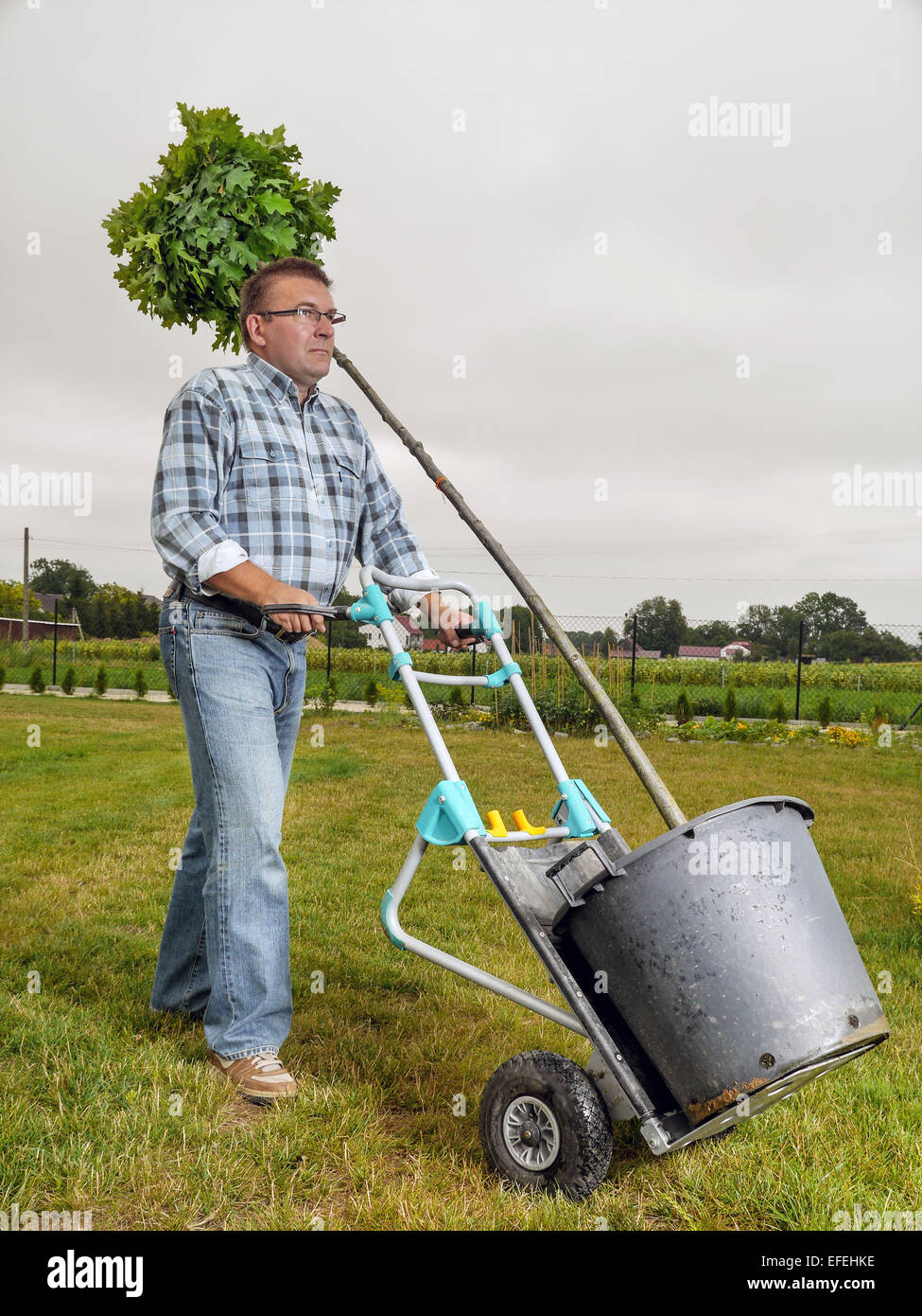 Junger Mann mit eingemacht Eiche mit Sackkarre in seinem Garten gepflanzt werden Stockfoto