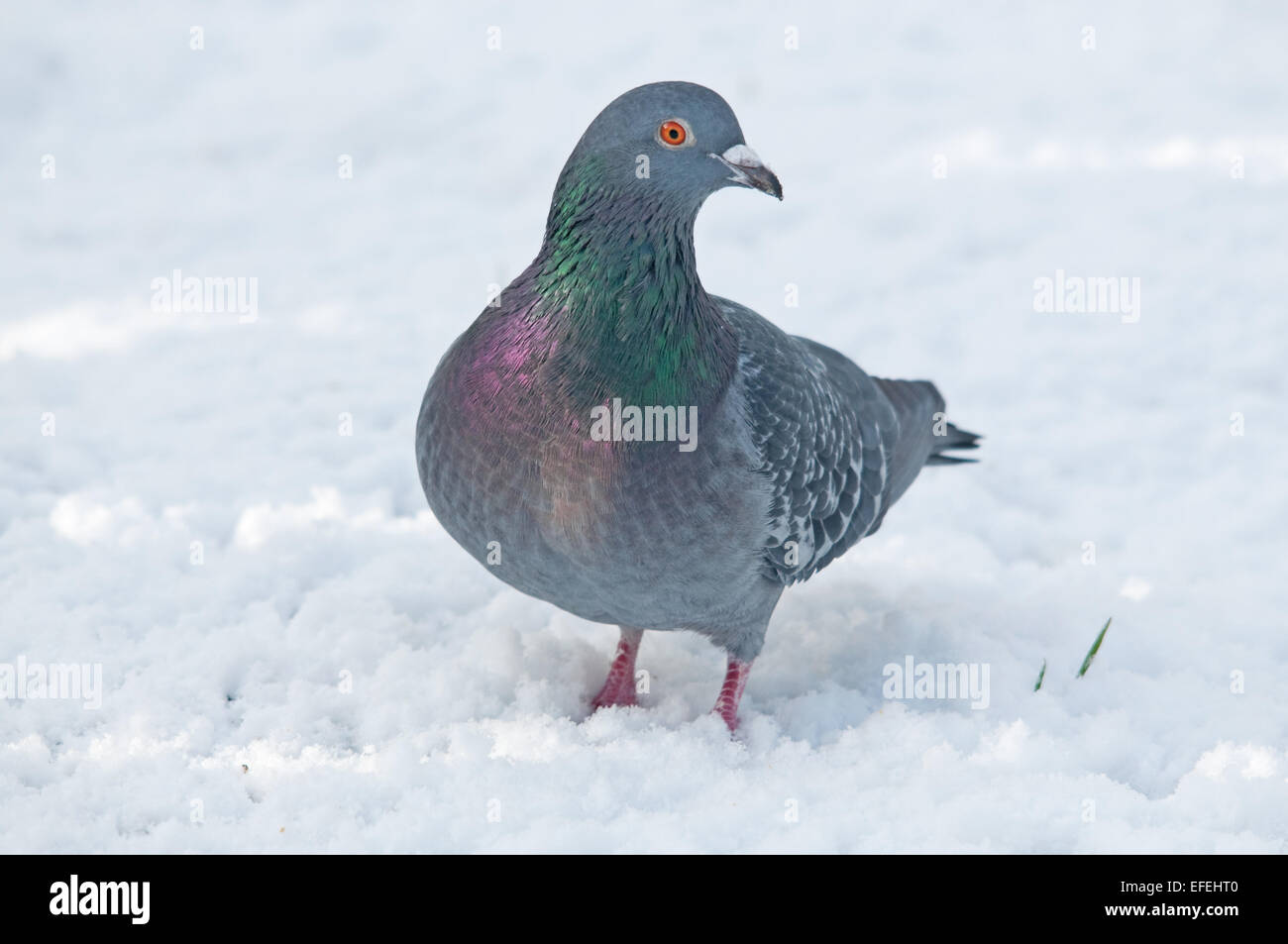 Wilde Taube auf Schnee bedeckt Rasen Stockfoto