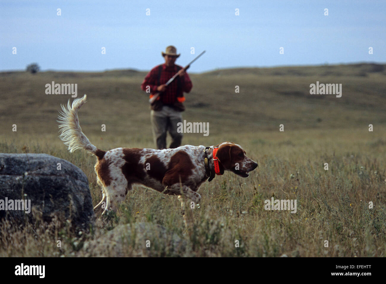 Ein Fasan Jäger nähert sich seinem Englisch Setter Jagdhund in der Nähe von Pierre, South Dakota Stockfoto