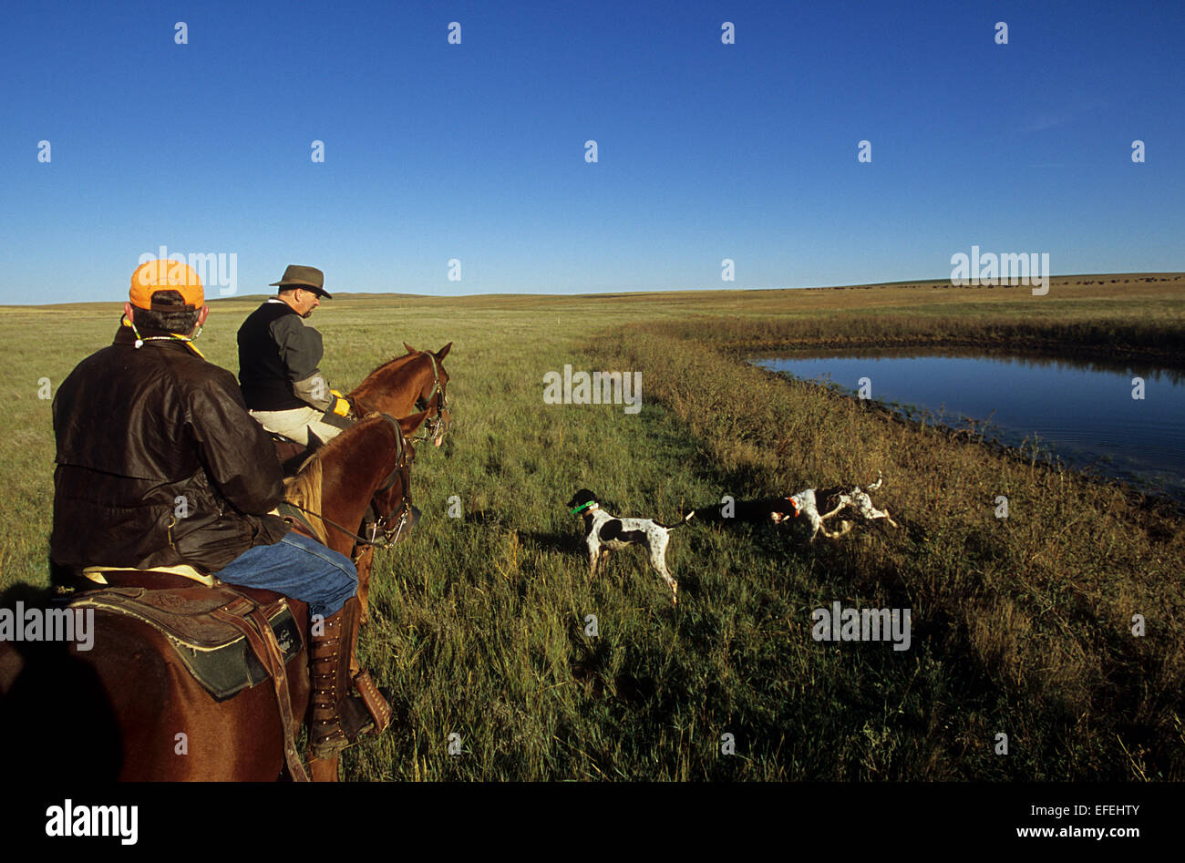 Moorhuhn-Jäger Reitpferde beim Reiten jagen mit Hunden in der Prärie in der Nähe von Pierre, South Dakota Stockfoto