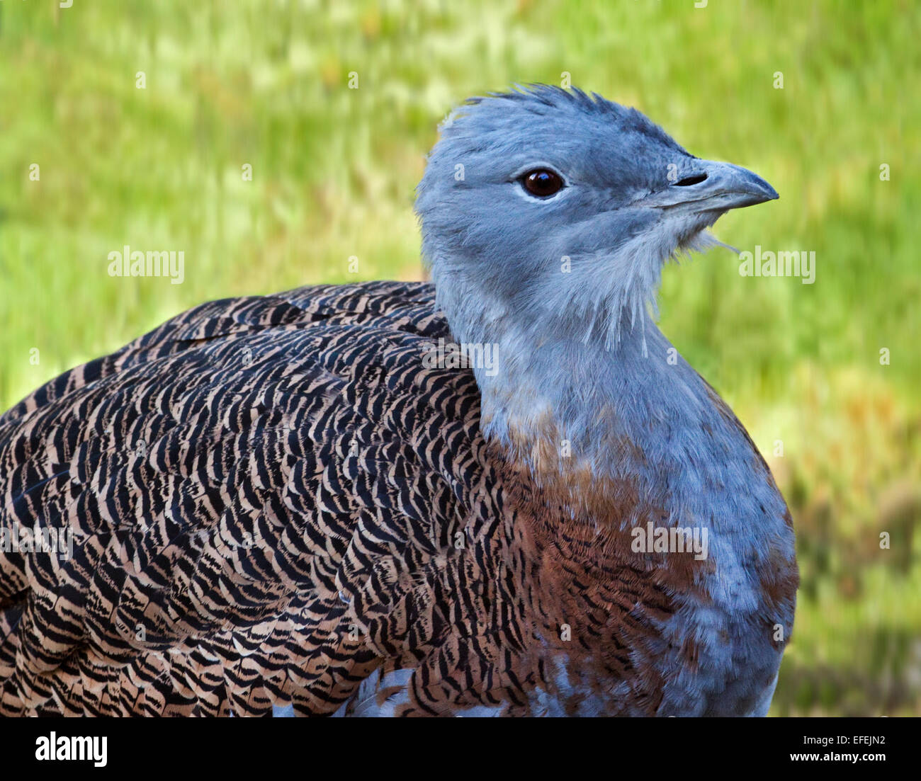 Großen Großtrappen (Otis Tarda) männlich Stockfoto