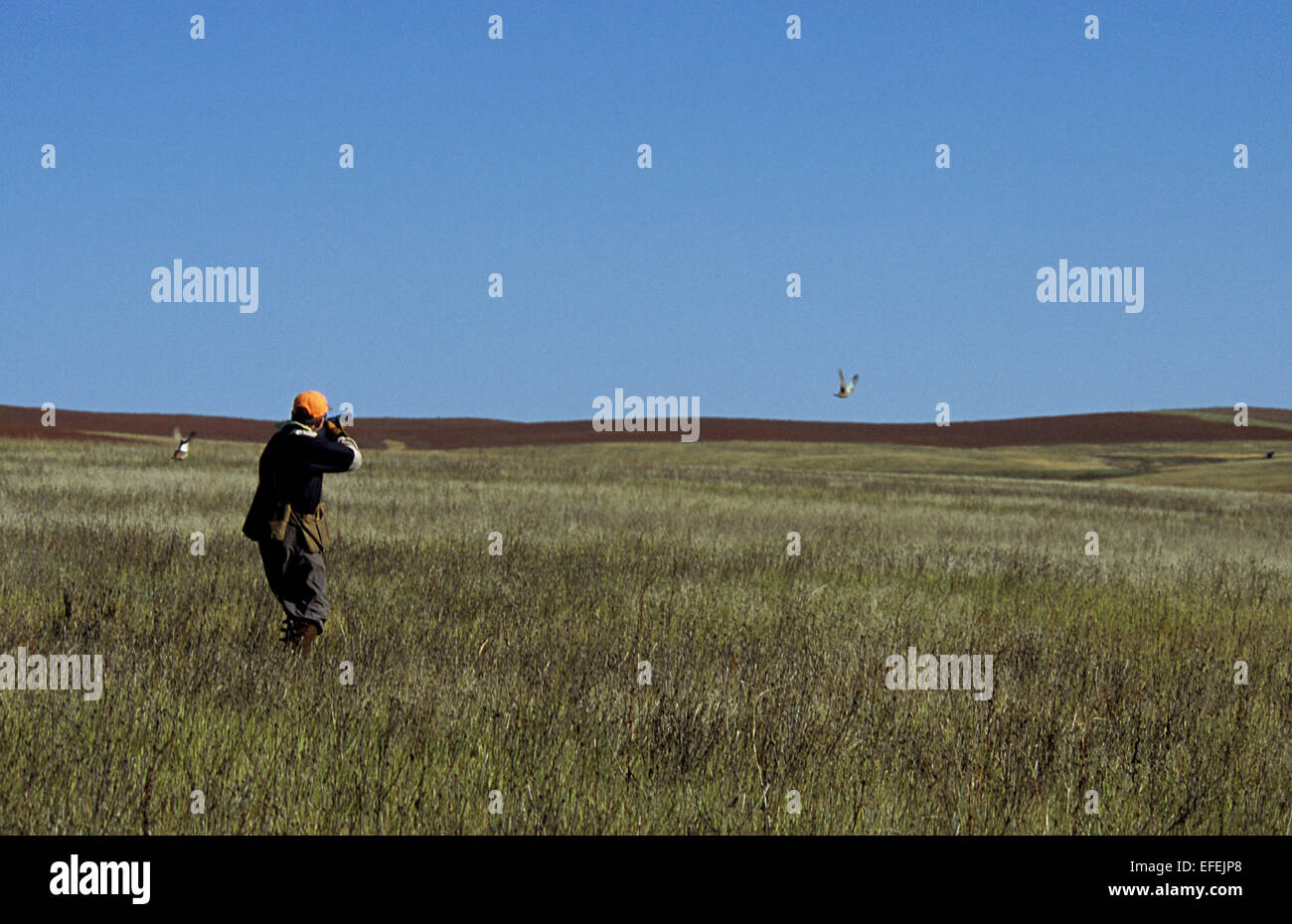 Ein Jäger schießen auf Sharp-tailed Grouse (Tympanuchus Phasianellus) während der Jagd auf die Prärie in der Nähe von Pierre, South Dakota Stockfoto