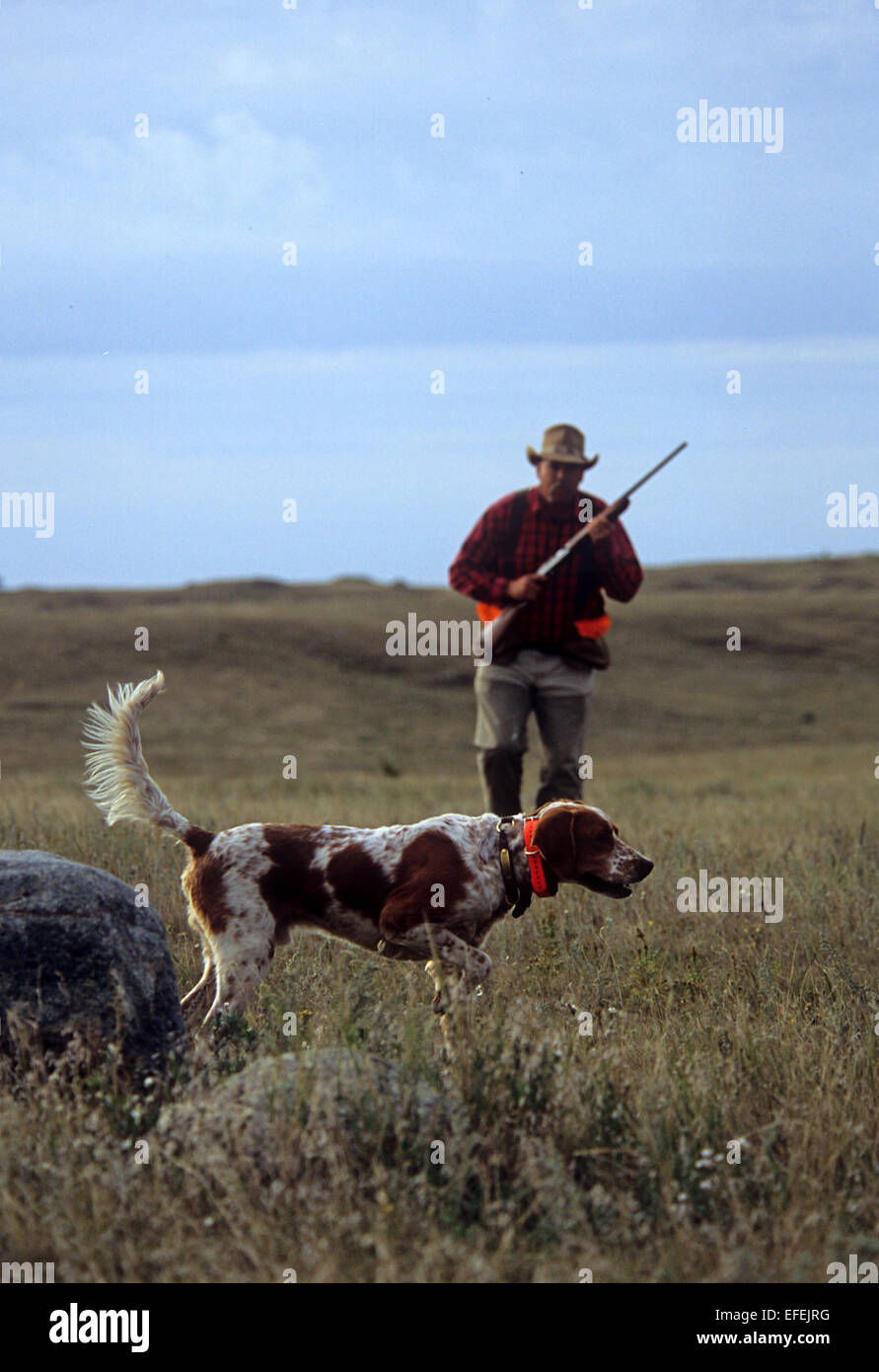 Ein Fasan Jäger nähert sich seinem Englisch Setter Jagdhund in der Nähe von Pierre, South Dakota Stockfoto
