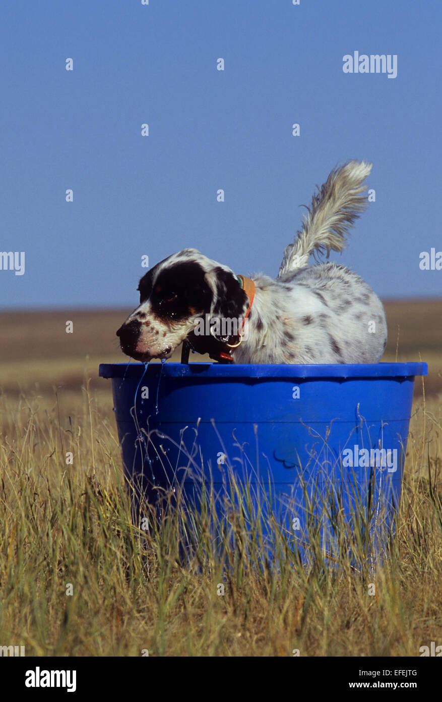 Eine English Setter Jagdhund nimmt einen Schluck in der Nähe von Pierre, South Dakota Stockfoto