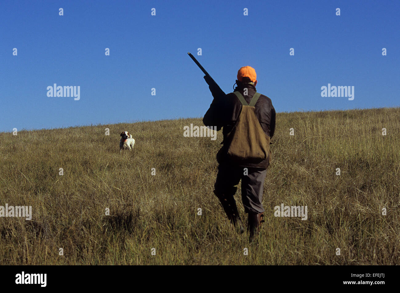 Ein Moorhuhn-Jäger nähert sich seinem English Setter Jagdhund in der Nähe von Pierre, South Dakota Stockfoto