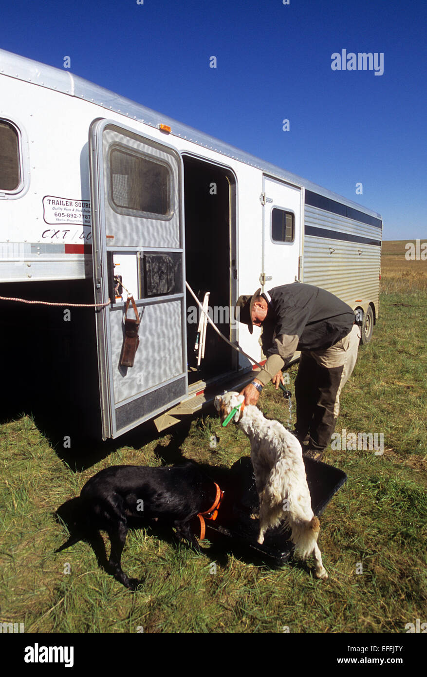 Ein Moorhuhn-Jäger bereitet seine Englisch-Setter-Jagd-Hunde in der Nähe von Pierre, South Dakota Stockfoto
