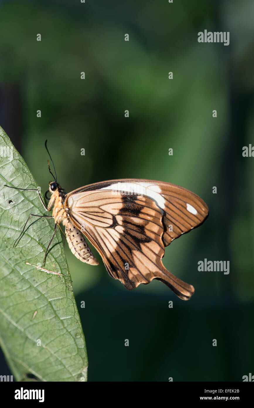 Mocker Schwalbenschwanz Schmetterling. (Papilio Dardanus) Unterseite des Flügels. Stockfoto