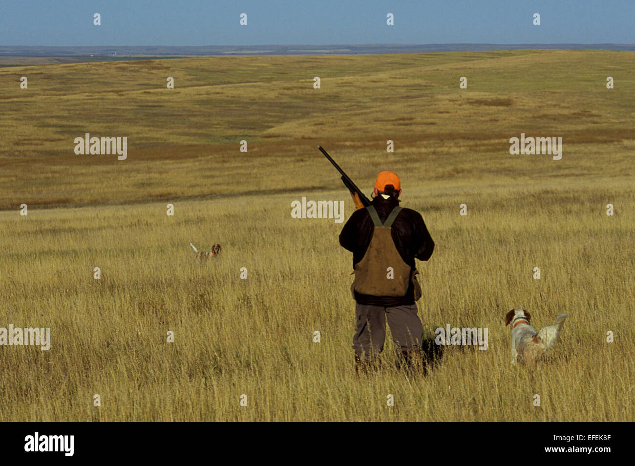 Ein Moorhuhn-Jäger nähert sich seinem Englisch Setter-Jagd-Hunde in der Nähe von Pierre, South Dakota Stockfoto
