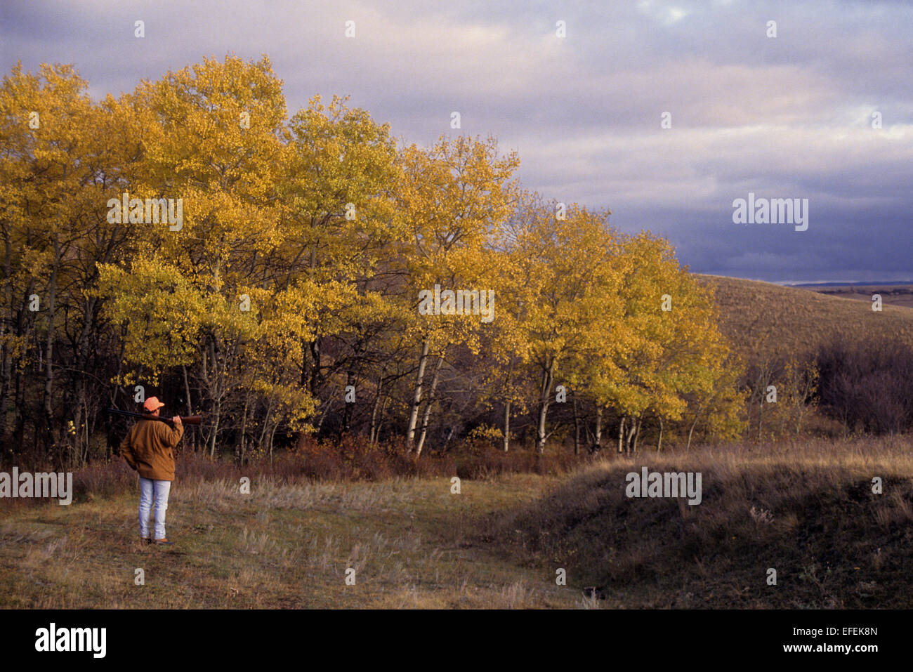 Ein Moorhuhn-Jäger in der Nähe von Herbstfarben und Bäume während der Jagd in der Nähe von Lewistown Montana Stockfoto