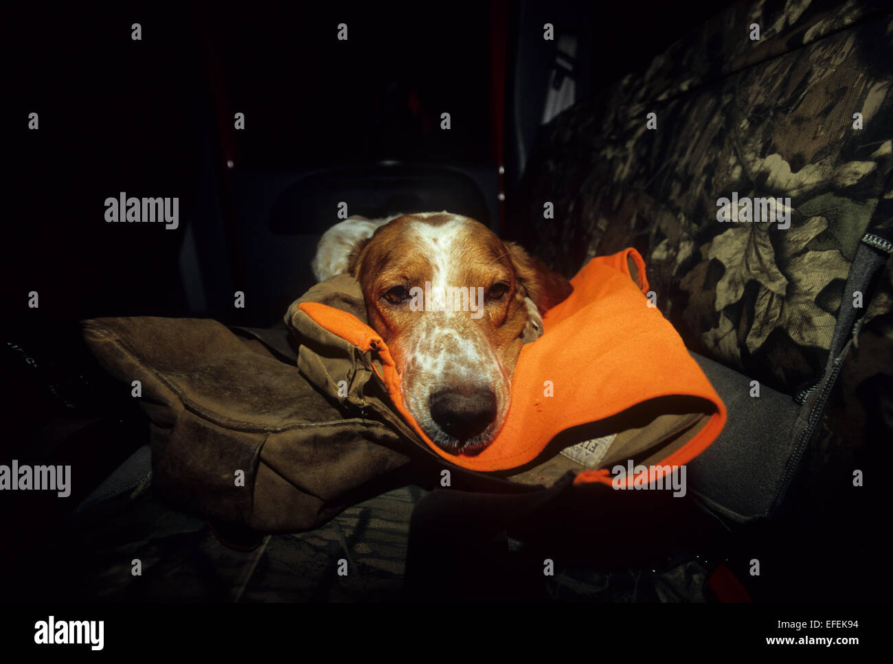 Ein English Setter Jagdhund schlafen in einem LKW in der Nähe von Pierre, South Dakota Stockfoto