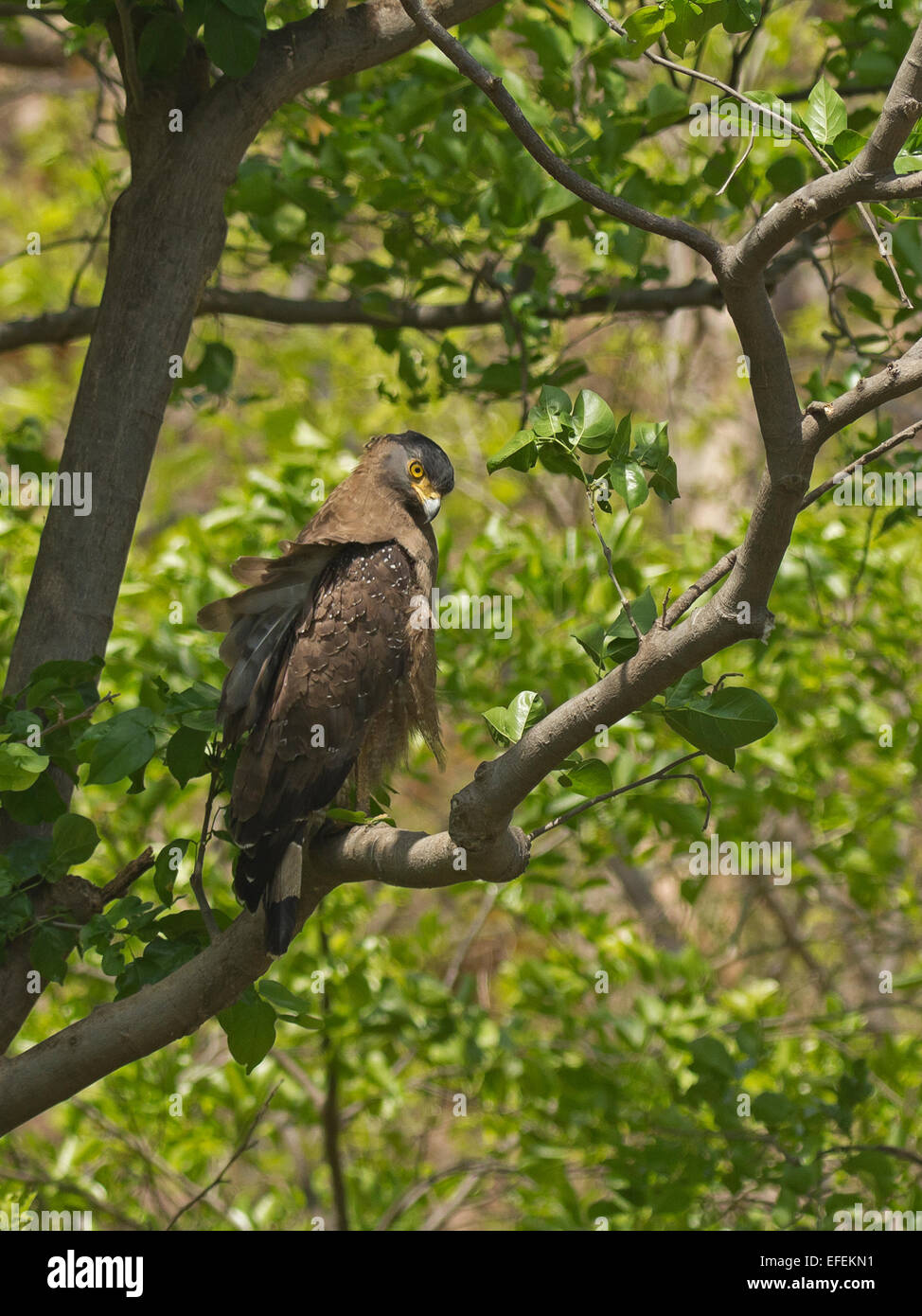 Crested Serpent Eagle (Spilornis Cheela) Stockfoto