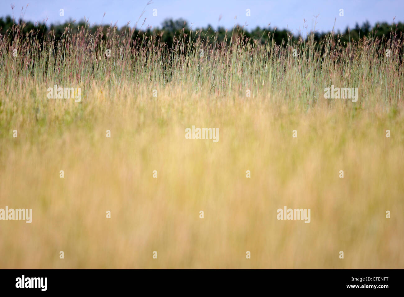 Grass neben einem Feuchtgebiet und Marsh Bereich erstellt am Ackerland in Tuscola County, Michigan.  Das Feuchtgebiet dient zur Stichwahl Steuerung Stockfoto