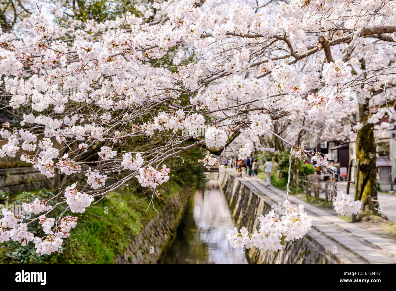 Kyoto, Japan am Philosophenweg im Frühling. Stockfoto