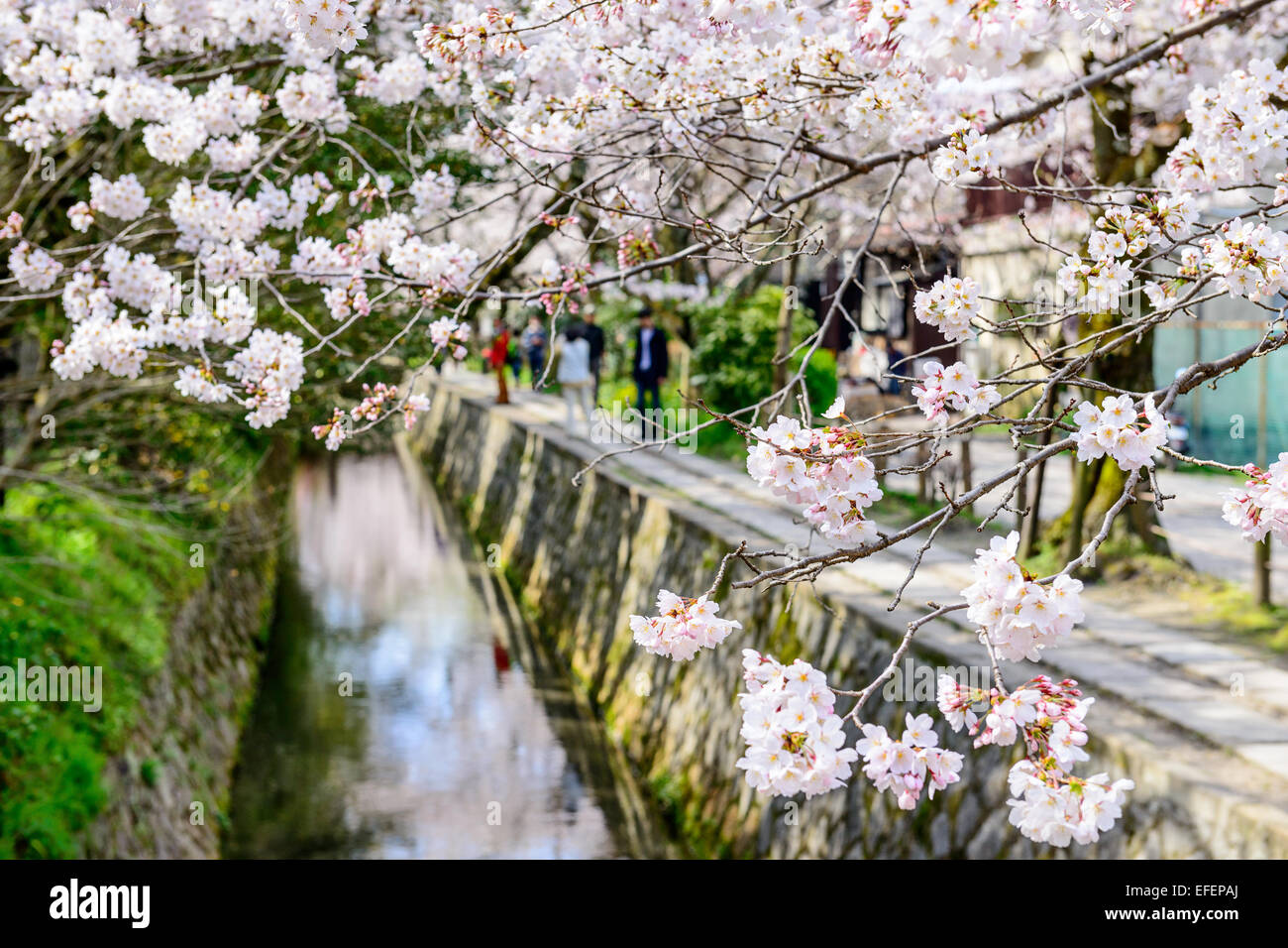 Kyoto, Japan am Philosophenweg im Frühling. Stockfoto