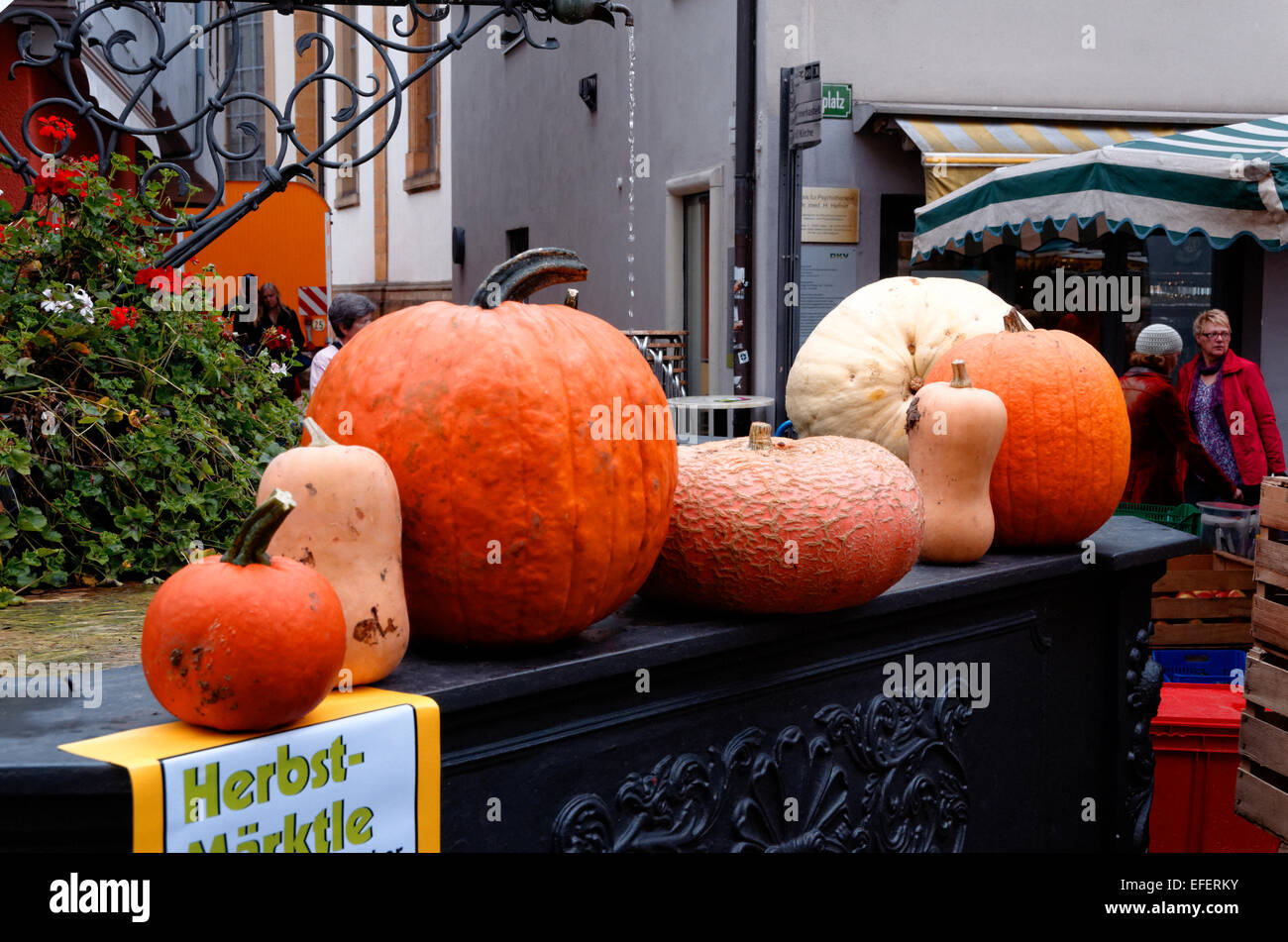 Sehr große massive große Kürbisse auf dem Bauernmarkt in Arlen Deutschland Stockfoto