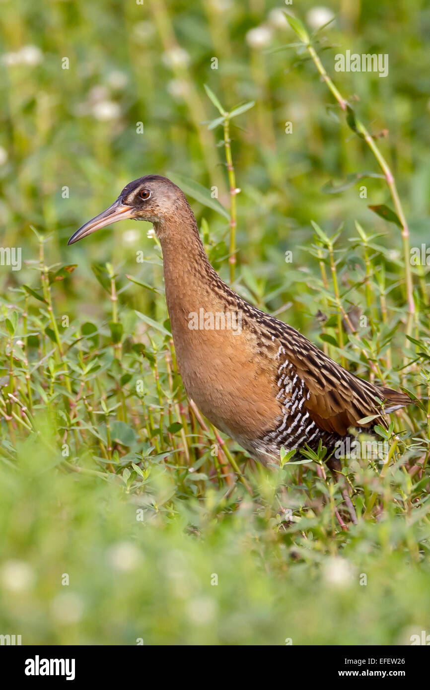 König Rail - Rallus elegans Stockfoto