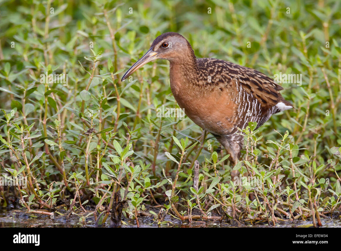 König Rail - Rallus elegans Stockfoto