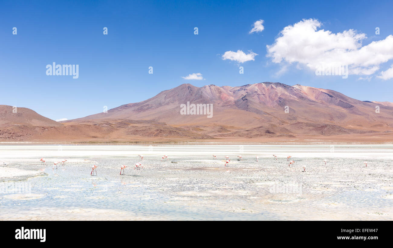 Flamingos an der Laguna Hedionda Uyuni Wüste, Altiplano, Bolivien, Südamerika Stockfoto
