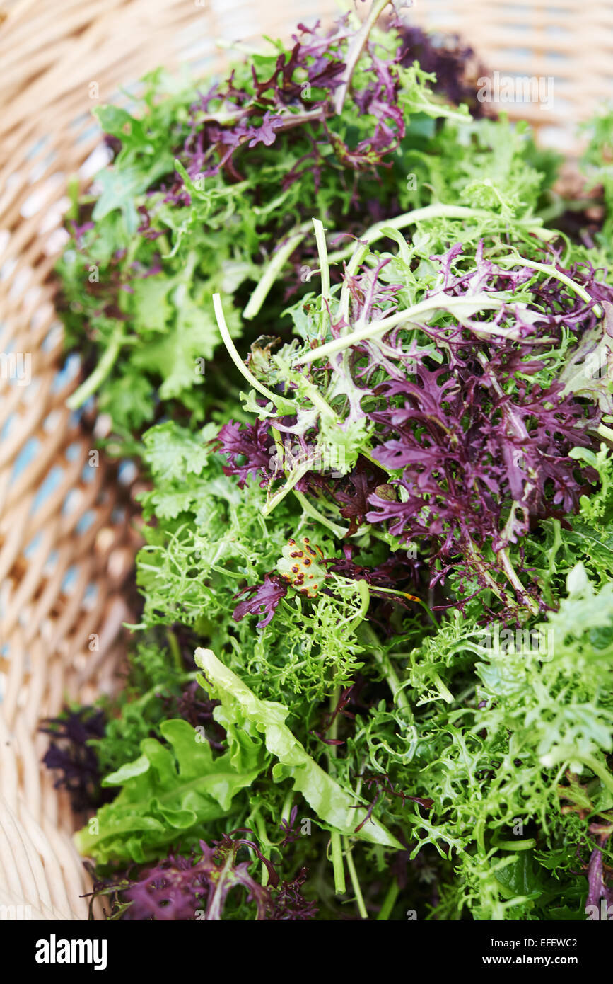 Blattgemüse, Markt Senfgrüns in Korb bei Bauern. Makroaufnahme Stockfoto